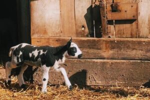 Medewerker dierenverzorging